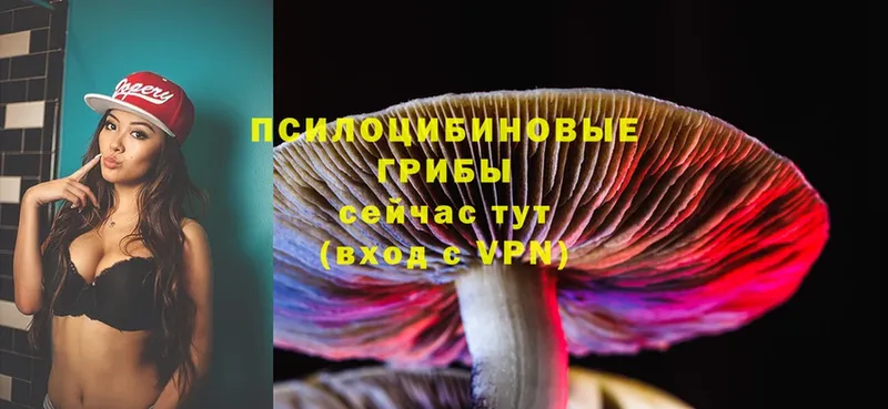 купить закладку  Калач-на-Дону  Псилоцибиновые грибы Psilocybine cubensis 